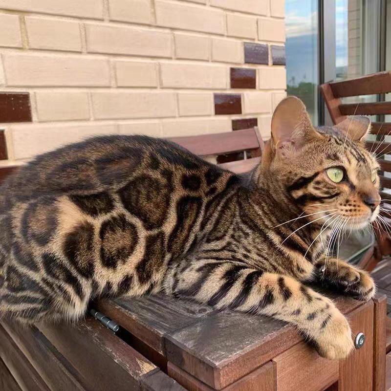 猫舍直销批发价格出售孟加拉豹猫